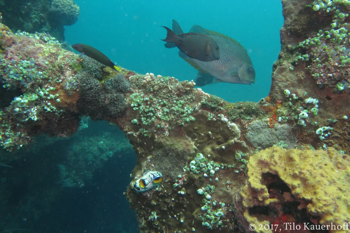 Crystal-clear shallow water at Cayo Icacos with coral formations and reef fish visible — the snorkeling environment on the Icacos Island boat trip from Fajardo Puerto Rico