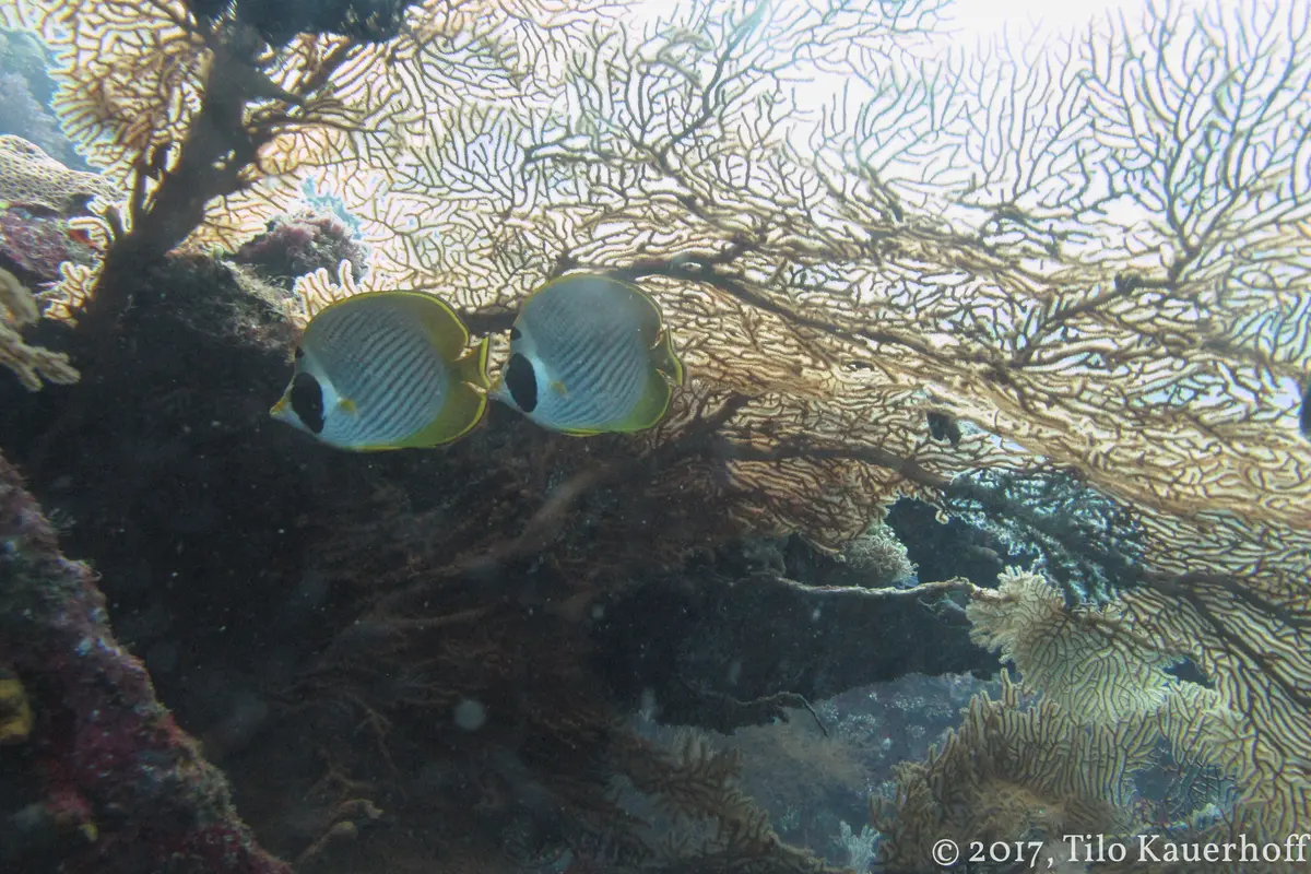 Two butterflyfish near a sea fan coral formation in clear blue water — typical of the reef life visible while snorkeling in Vieques Puerto Rico on the guided sea turtle tour