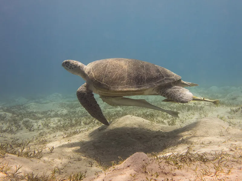 A green sea turtle gliding through crystal-clear shallow water in Puerto Rico, seen from above by a snorkeler floating on the surface